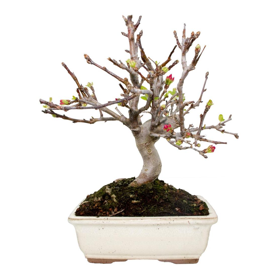 Bonsái Malus sp.9 años MANZANO