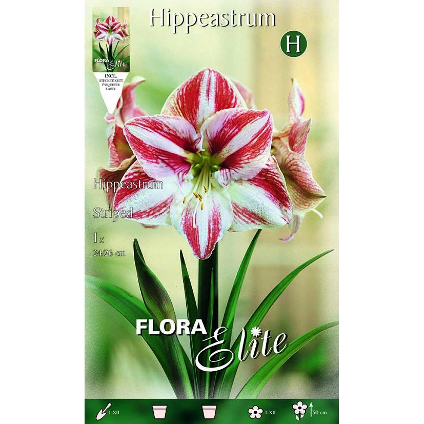 Bulbo Amarilis estriado rojo blanco 1 ud