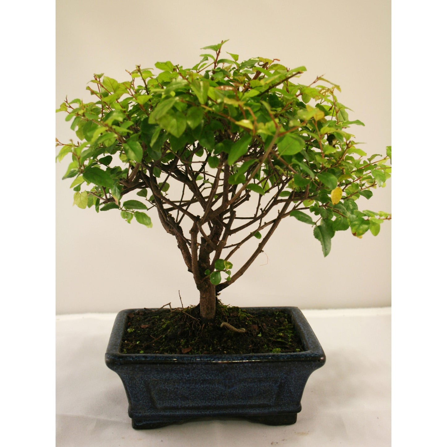 Bonsái Sageretia theezans 5 años - CIRUELO CHINO