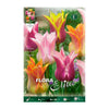 Bulbos Tulipán flor de lis mezcla 7 uds