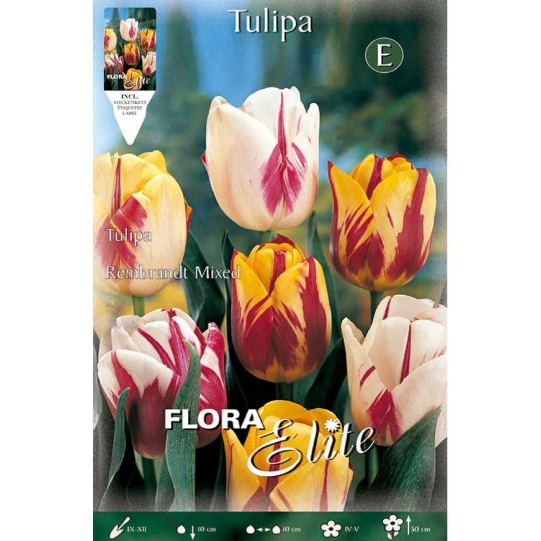 Bulbos Tulipán Rembrand mezcla 7 uds