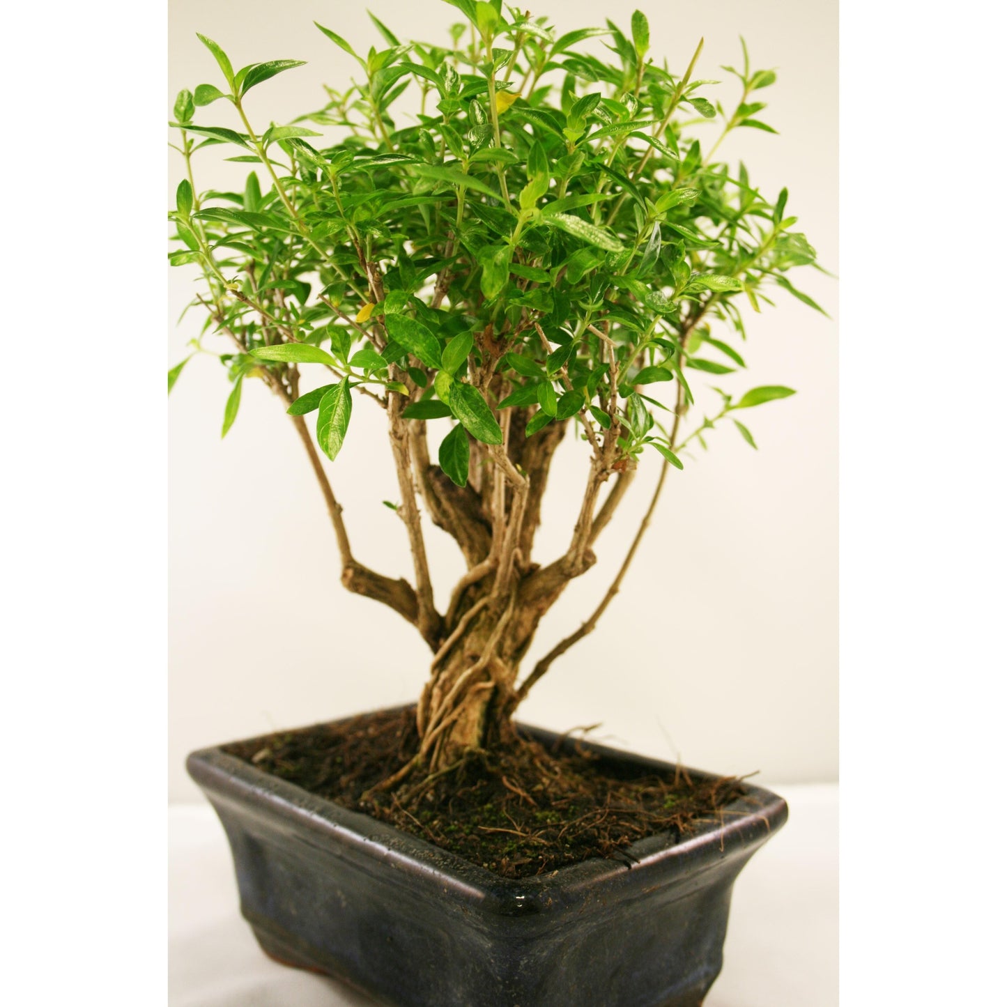 Bonsái Serissa phoetida 5 años MIL ESTRELLAS