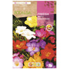 Bulbo Freesia simple mexzcla 10 uds Rocalba