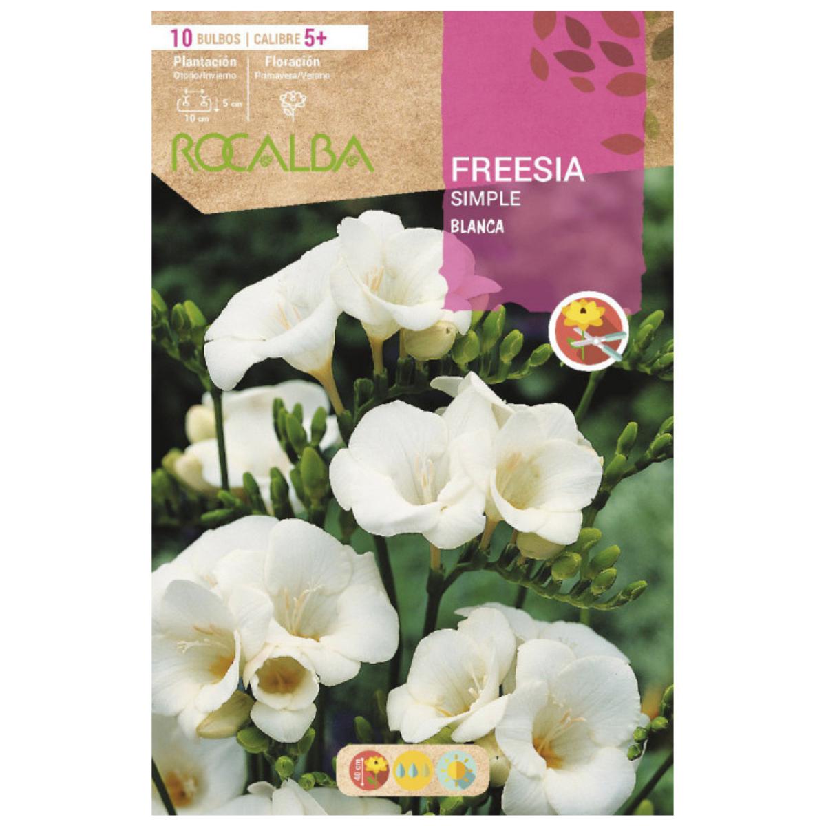 Bulbo Freesia simple blanco 10 uds Rocalba