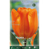 Bulbos Tulipán naranja 7 uds