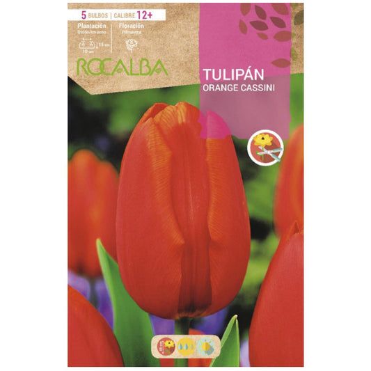 Bulbo Tulipán Orange Cassini naranja salmón 5 uds Rocalba