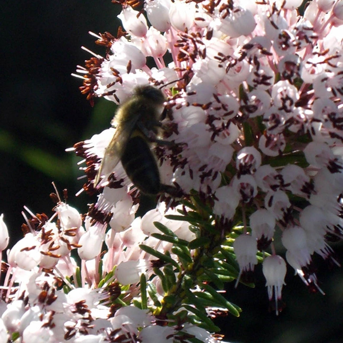 Miel de Brezo Ecológica Bona Mel, 900 g