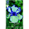 Bulbo Iris Germánica azul blanco 1 ud