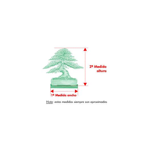 Bonsái Zelkova parvifolia 5 años - OLMO CHINO