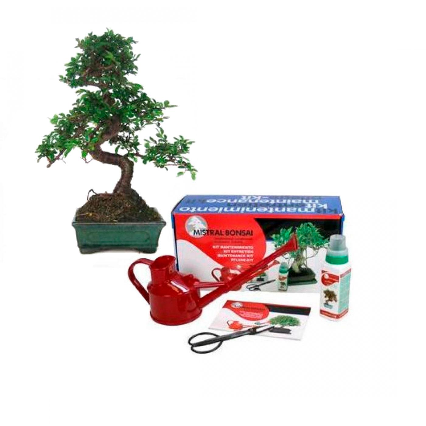 Pack básico de iniciación al bonsái Zelkova parvifolia 6 años