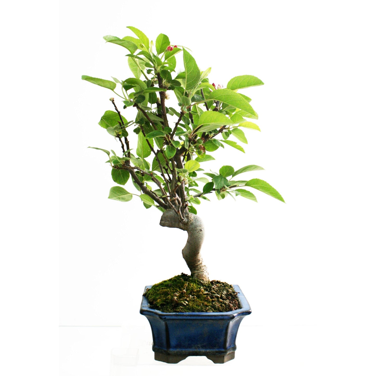 Bonsái Malus 8 años MANZANO