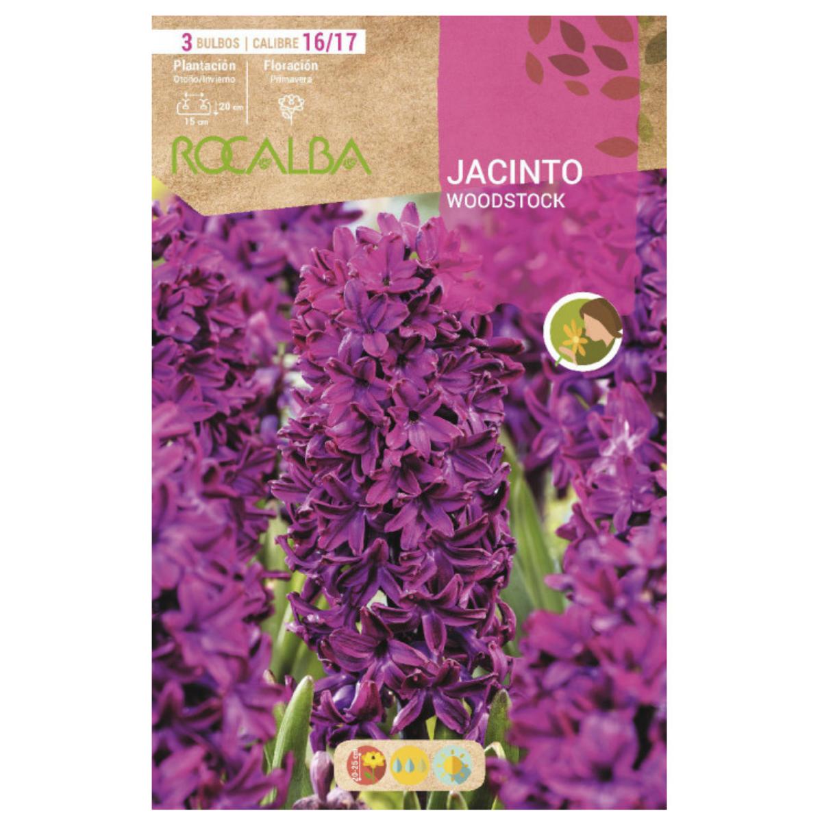 Bulbo Jacinto Woodstock rojo púrpura 3 uds Rocalba