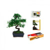 Pack Iniciación Bonsái Zelkova 8 años