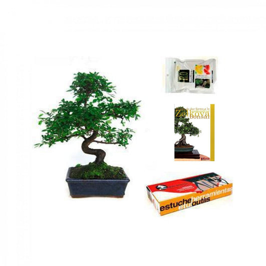 Pack Iniciación Bonsái Zelkova 8 años