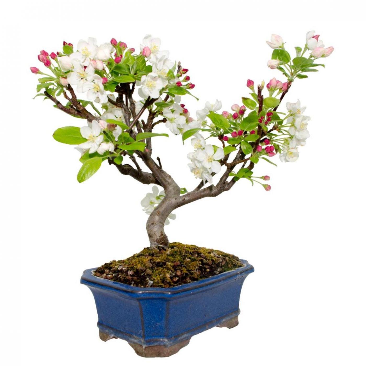 Bonsái Malus 8 años MANZANO