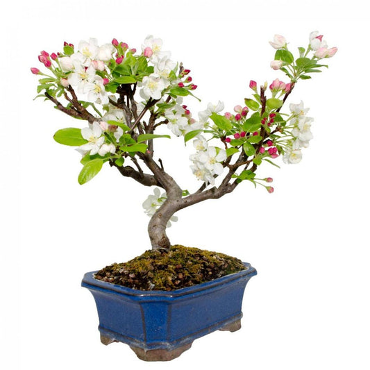 Bonsái Malus 8 años MANZANO