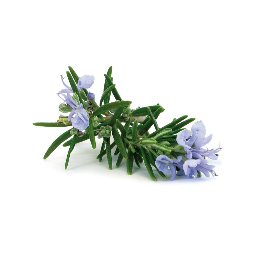 Aceite Esencial Eucalipto Biológico El Granero, 12 ml