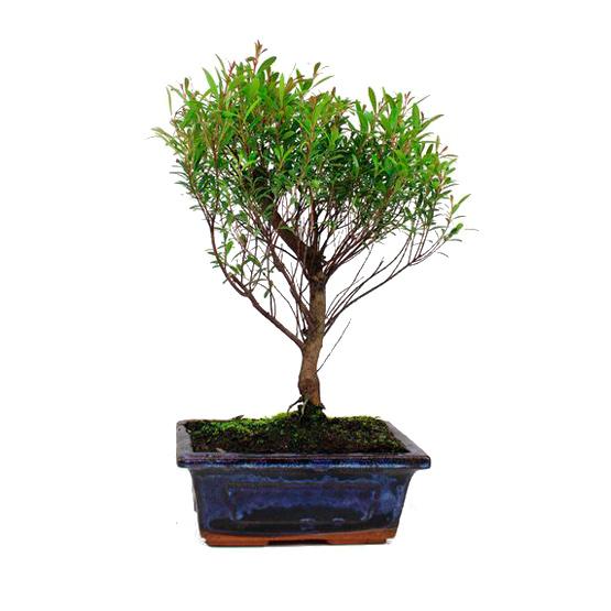 Bonsái Syzigium Buxifolium 5 años