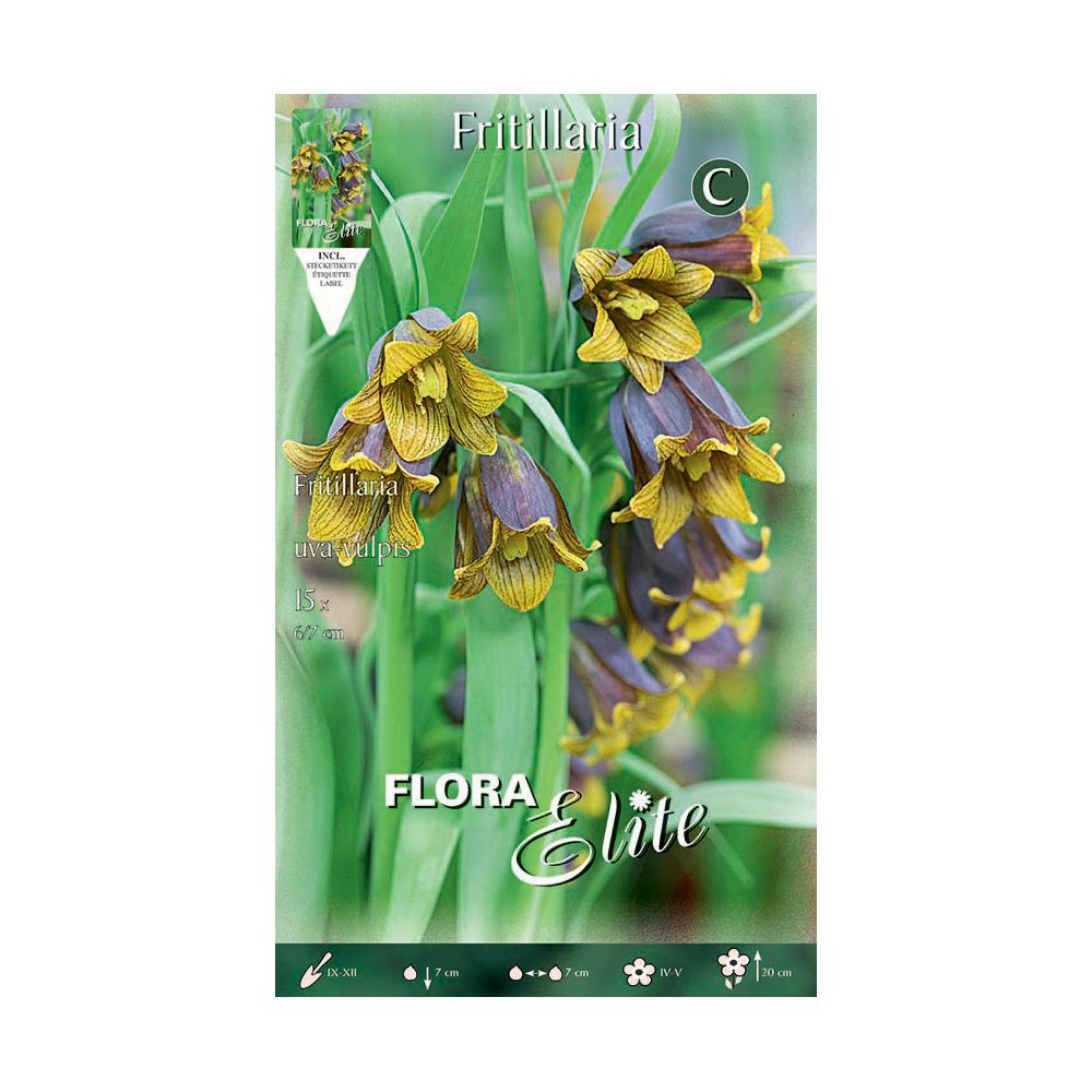 Bulbos Fritillaria Uva-Vulpis amarillo Elite 15 uds