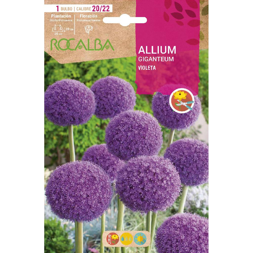 Bulbo Allium Giganteum violeta 10 uds Rocalba