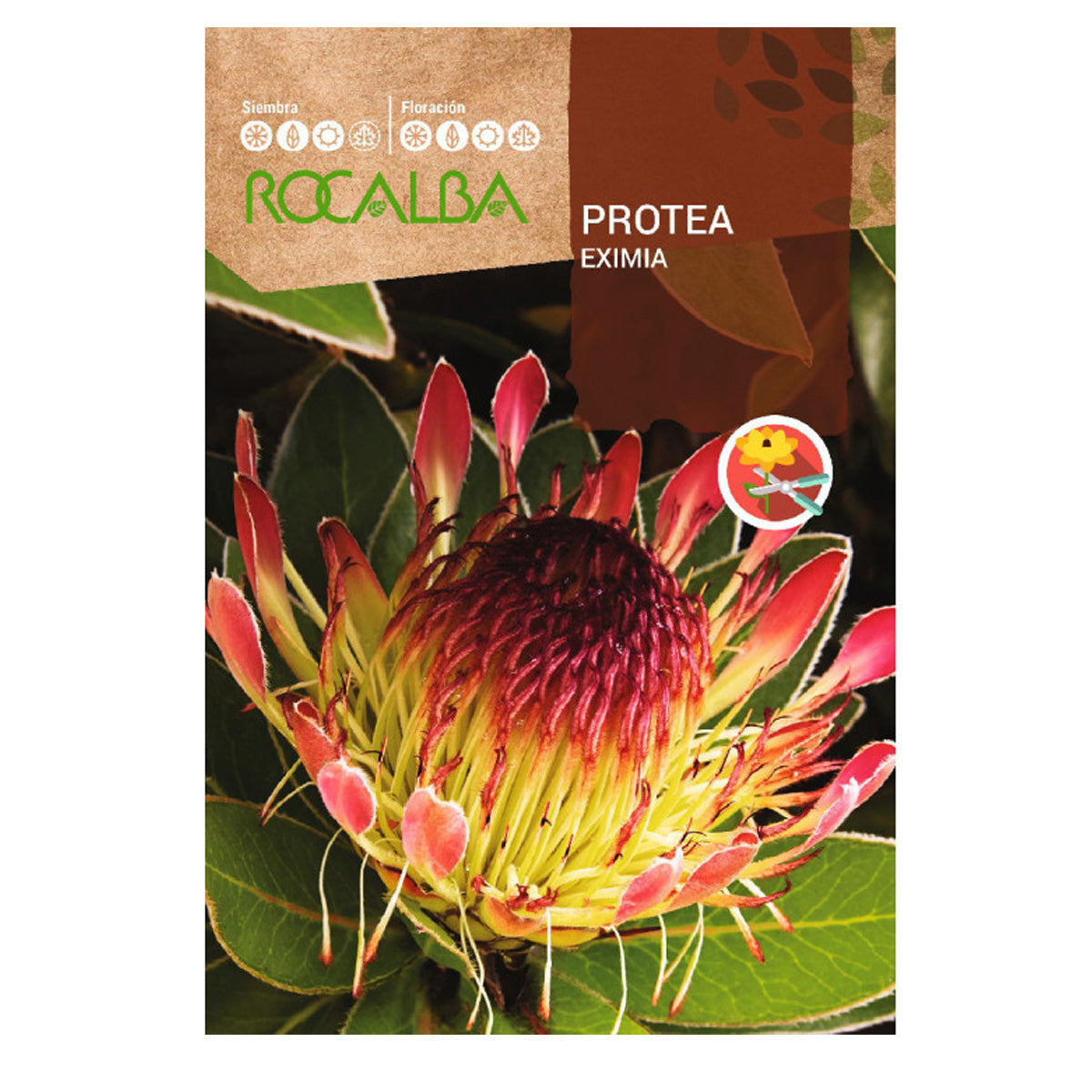 Semillas de Protea Eximia, Rocalba
