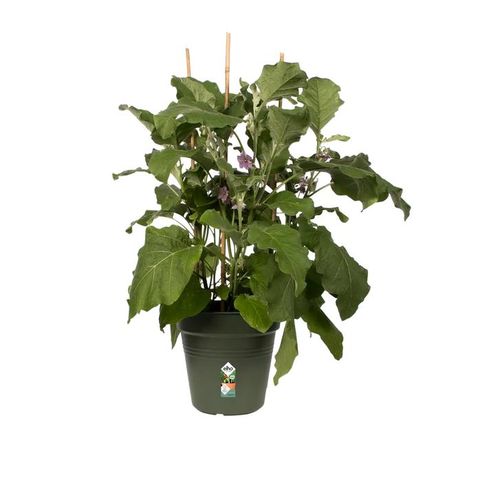 Maceta Green Basics Elho Verde 17 cm