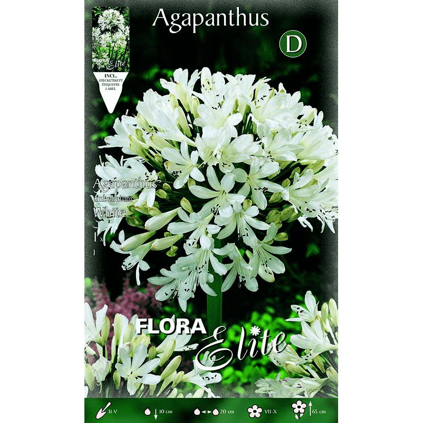 Bulbo Agapanthus blanco 1 ud