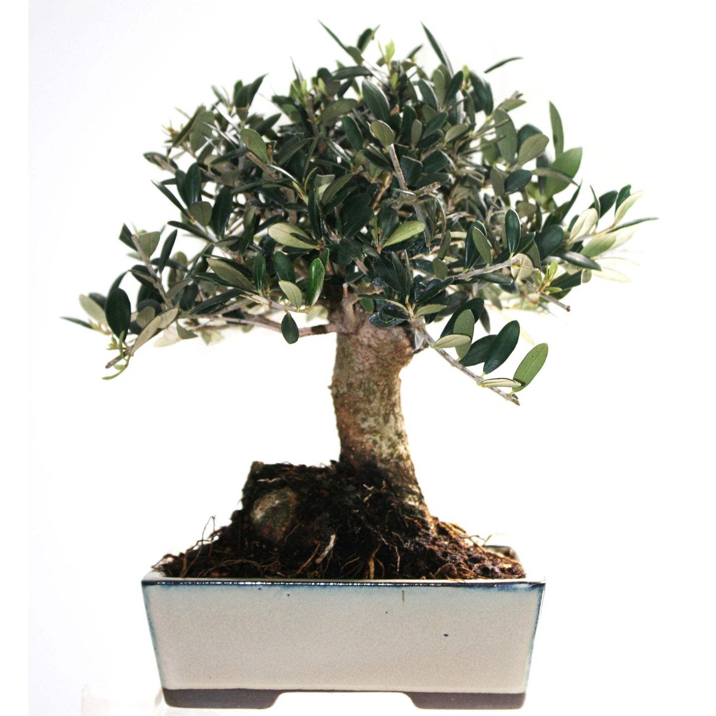 Bonsái Olea europaea 9 años OLIVO