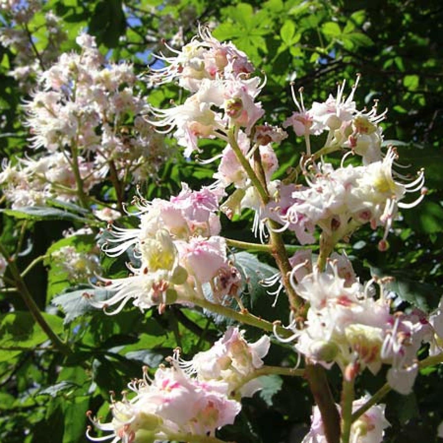 Miel de Castaño Ecológica, Bona Mel 900 g