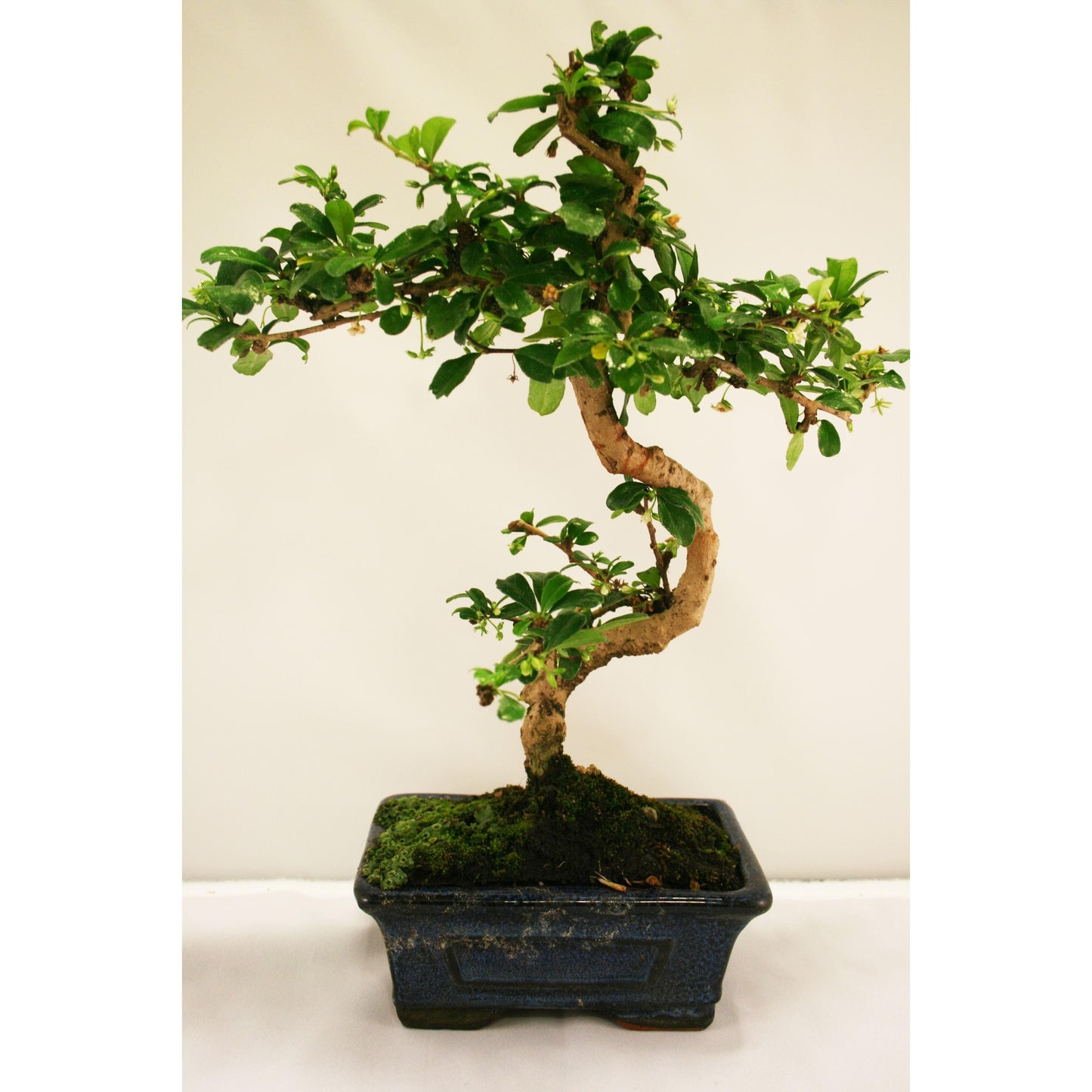 Bonsái Carmona microphylla 6 años - CARMONA