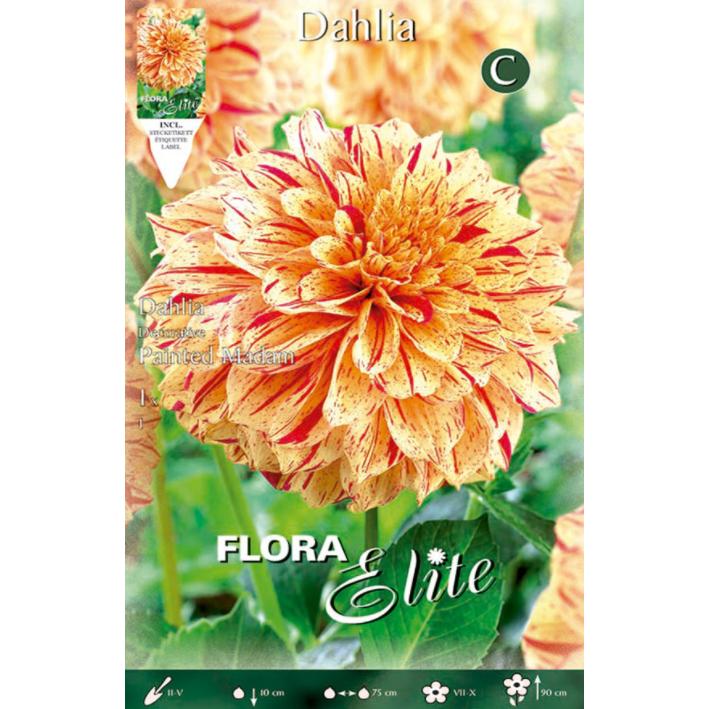 Bulbo Dalia decorativa naranja bronce 1 ud