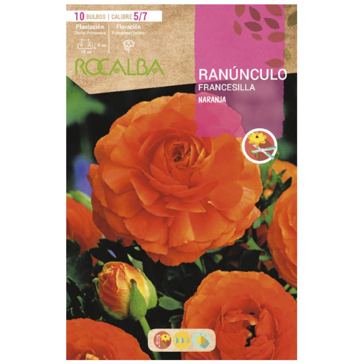 Bulbo Ranúnculo 10 uds Rocalba