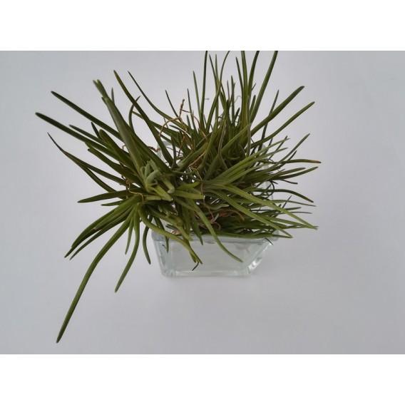 Tillandsia albertiana