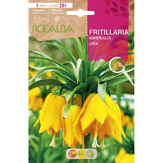 Bulbo Frittilaria Imperialis Lutea amarillo 1 ud Rocalba