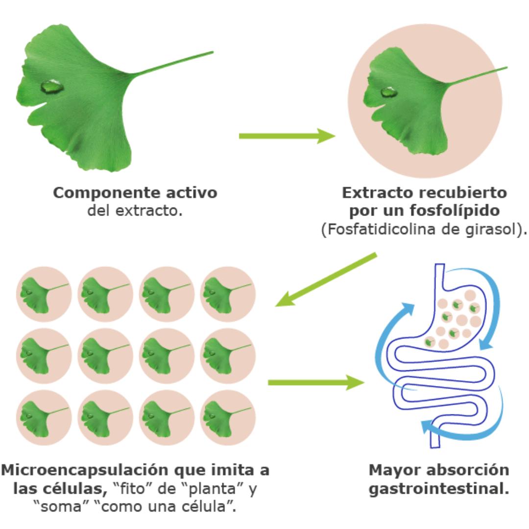 Ginkgo 100 100% Natural 60 Caps