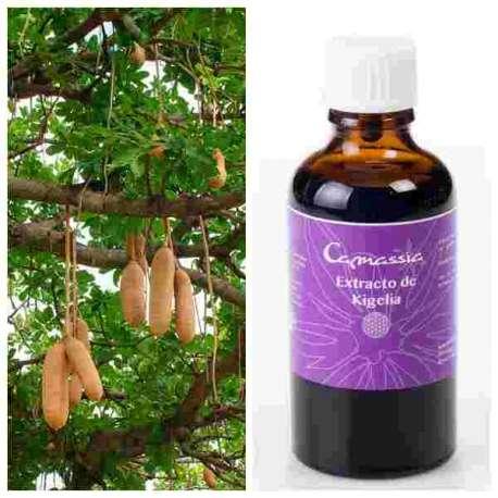 Extracto de kigelia Camassia