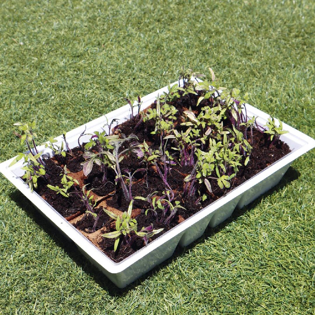 Semillero Invernadero M con tapa 4 bandejas Planeta Huerto