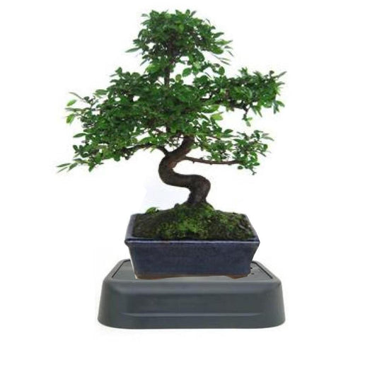 Pack especial riego Bonsái Zelkova parvifolia 8 años