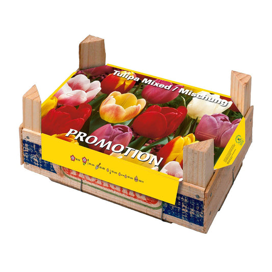 Caja Tray Tulipanes 50 uds