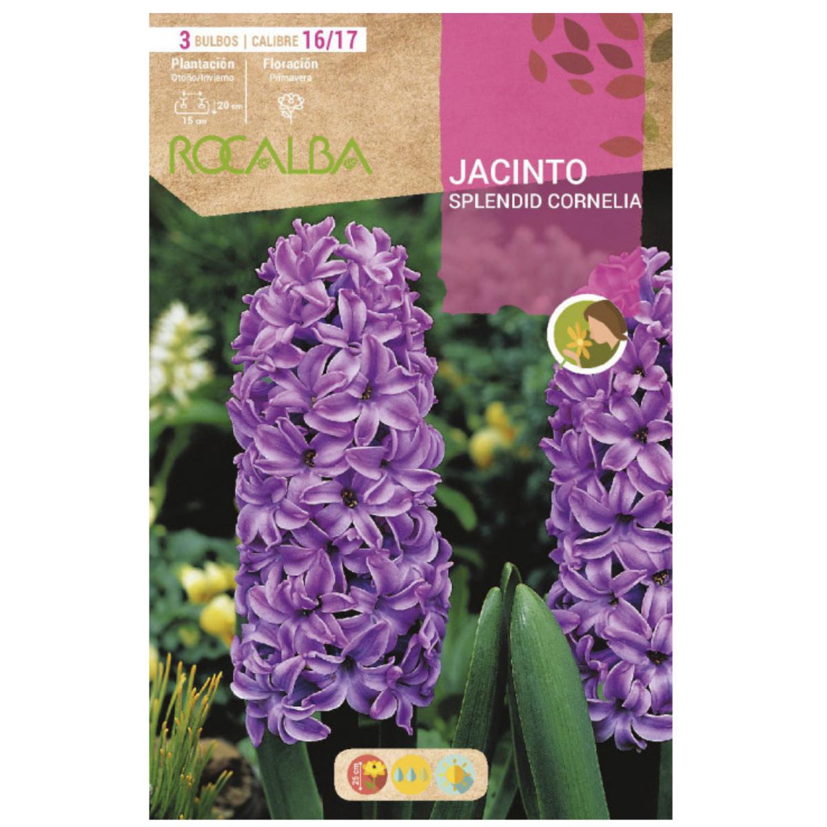 Bulbo Jacinto Splendid Cornelia púrpura 3 uds Rocalba