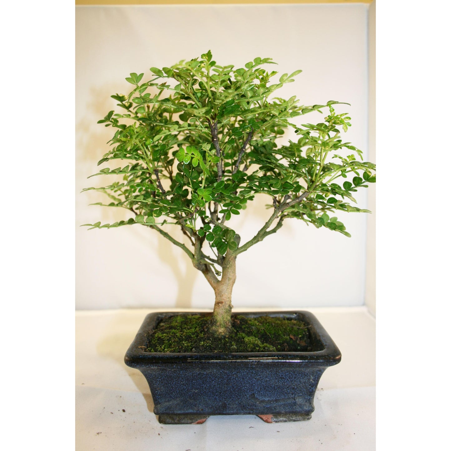 Bonsái Zanthoxylum piperitum sp. 5 años
