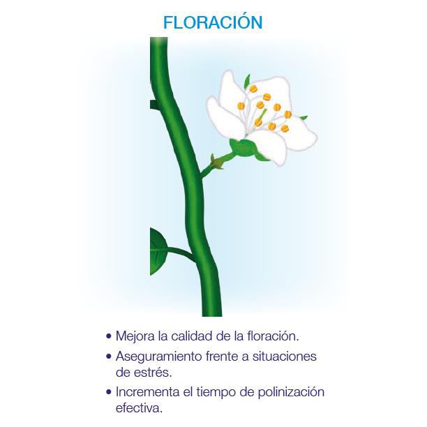 Kynetic4 Bioestimulante Floración y Cuajado Seipasa 250 ml