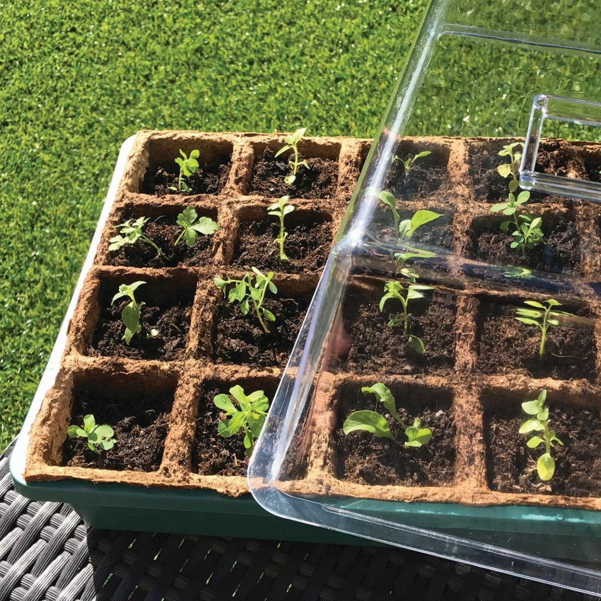 Propagador Biotop (germinador de semillas) 38 X 24 X 18 cm