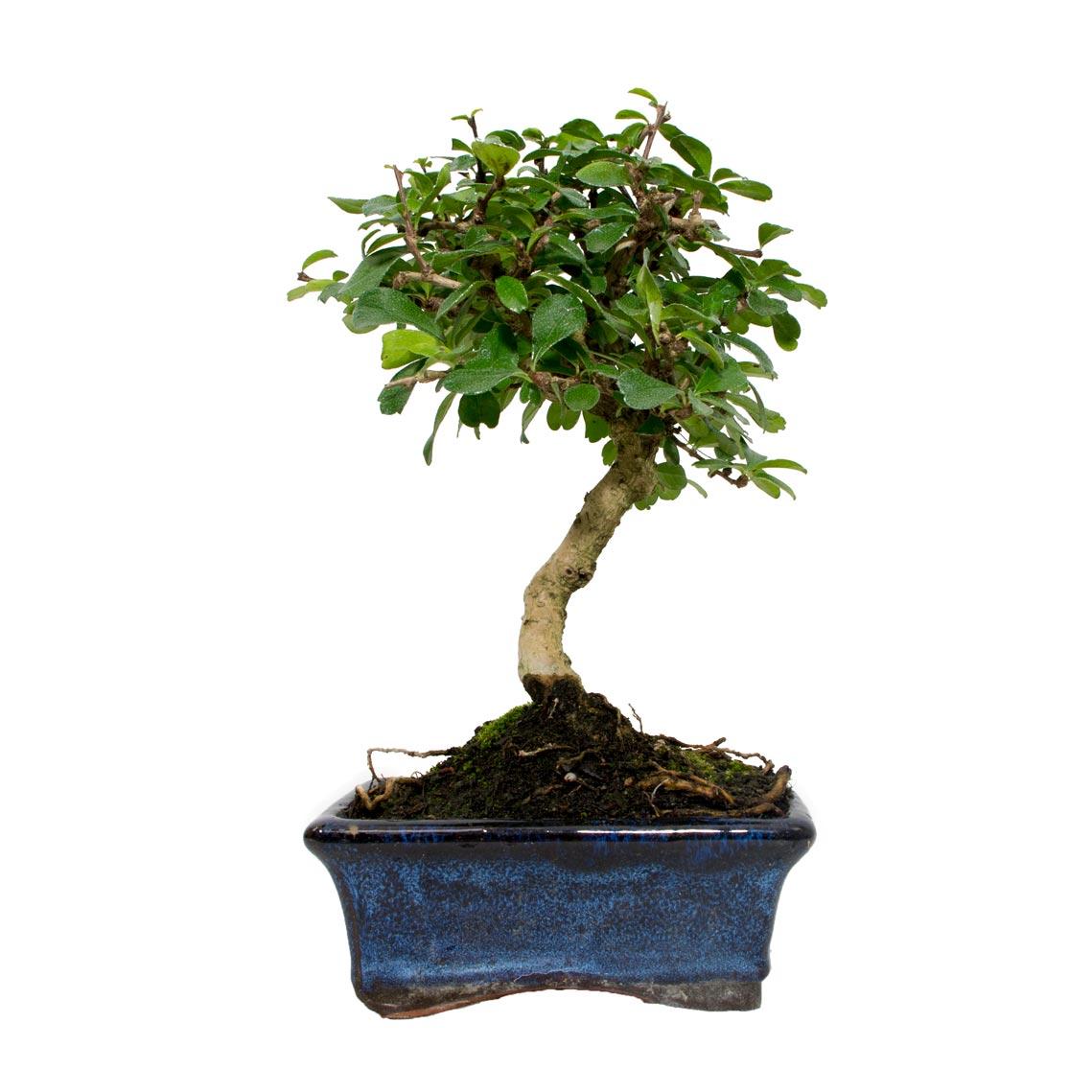 Bonsái Carmona microphylla 5 años