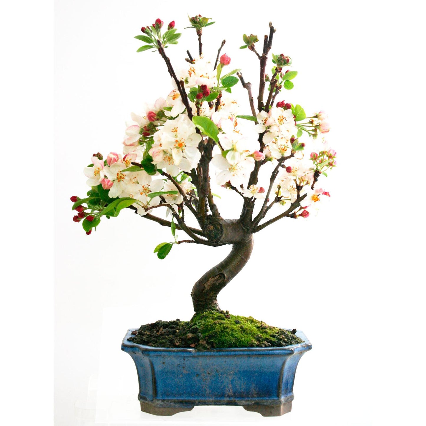 Bonsái Malus sp.7 años MANZANO