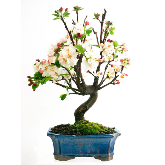 Bonsái Malus sp.7 años MANZANO