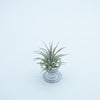 Tillandsia Ionantha Silver