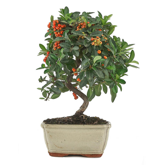 Bonsái Pyracantha sp. 7 años - ESPINO DE FUEGO