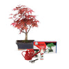 Pack de iniciación al bonsái Acer palmatum 7 años ARCE