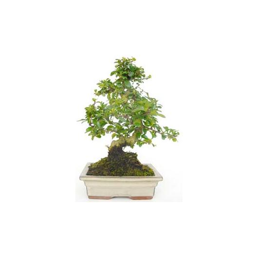 Bonsái Carmona microphylla 8 años